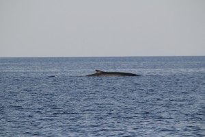 Begegnung der Dritten Art: Blauwal längseits (ca. 30 Meter lang und bis zu 200 Tonnen schwer)