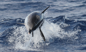 Delphin 1