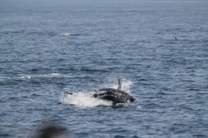 IMG_2361