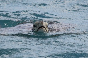IMG_3401