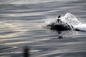 IMG_3527