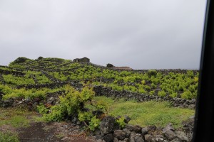 IMG_8715