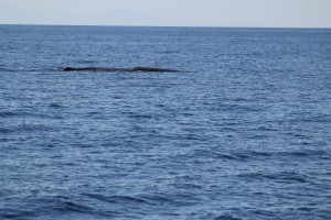IMG_4019